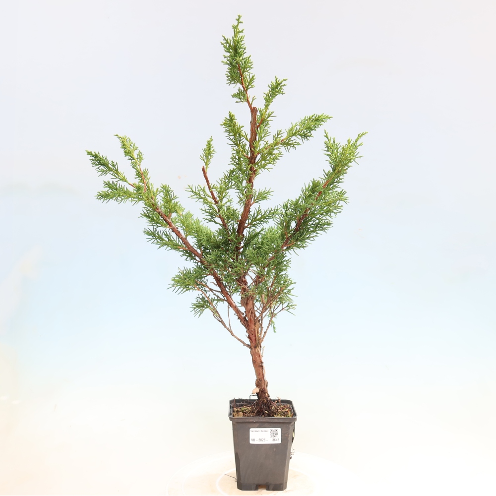 Venkovní bonsai - Juniperus chinensis Kishu -Jalovec čínský