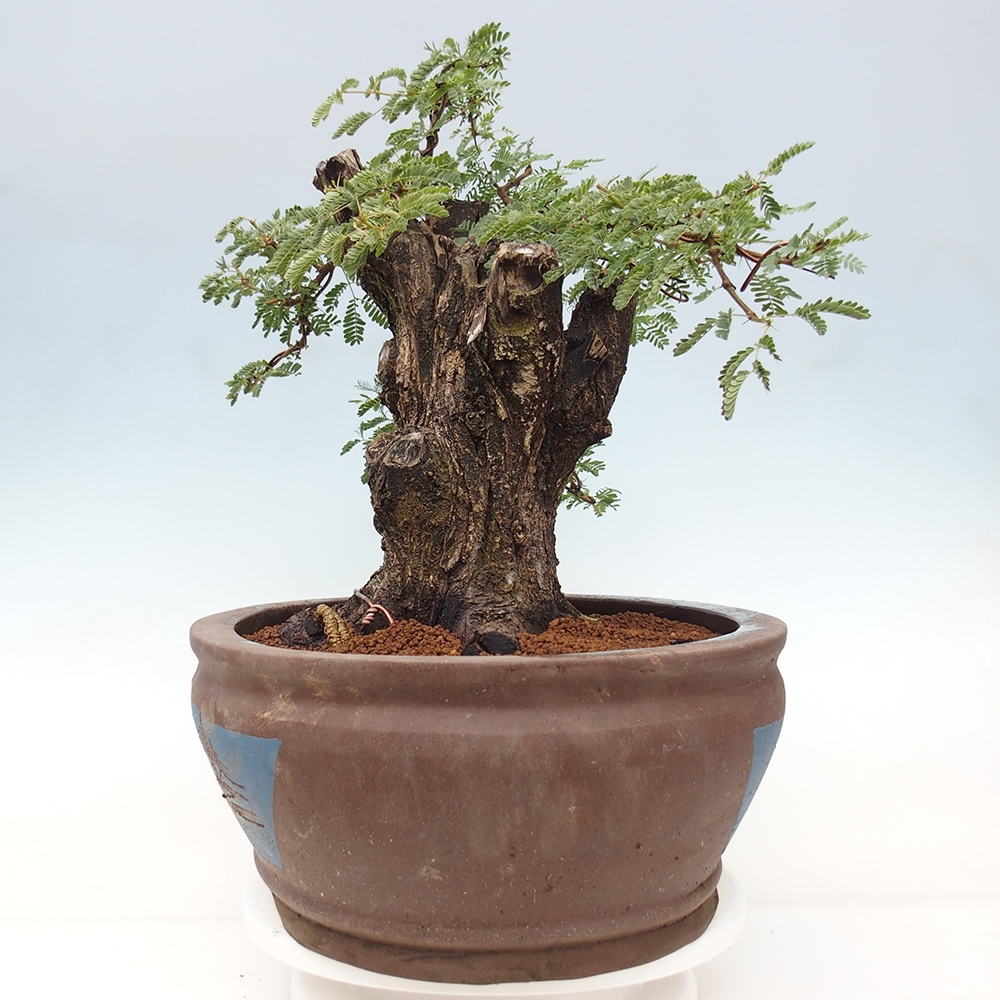 Pokojová bonsai - Akacia Arabica