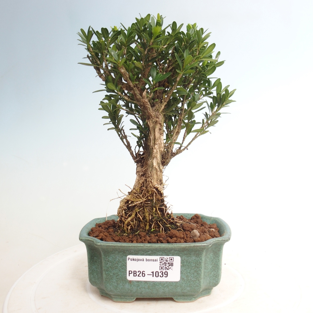 Pokojová bonsai - Buxus harlandii -korkový buxus
