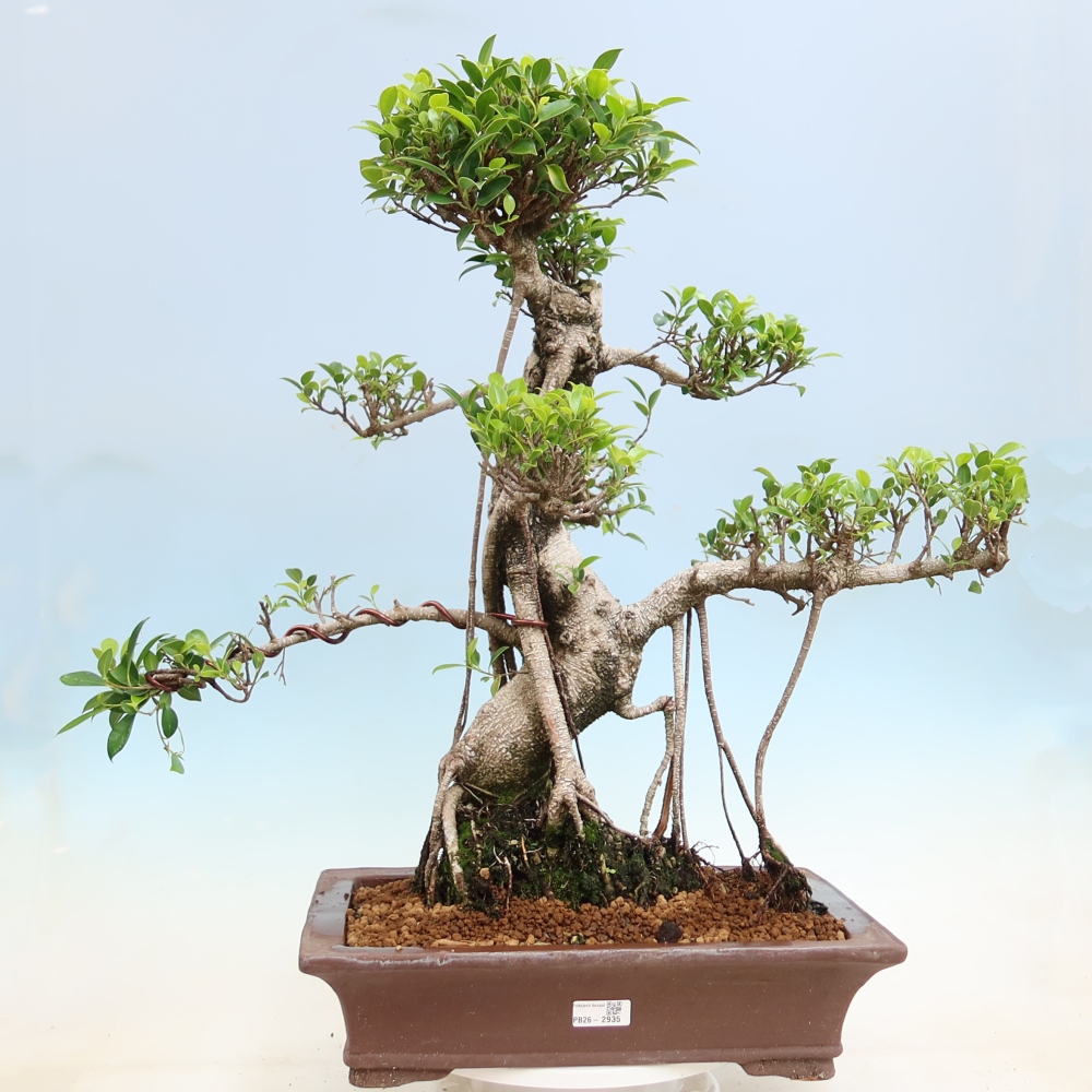 Pokojová bonsai - Ficus kimmen -  malolistý fíkus