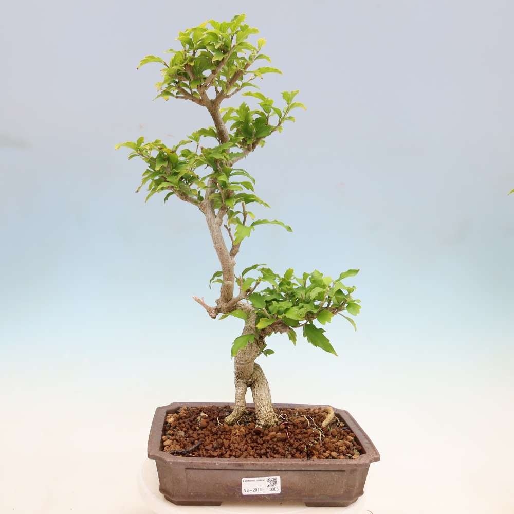 Venkovní bonsai - Hibiscus syriacus - Ibišek syrský