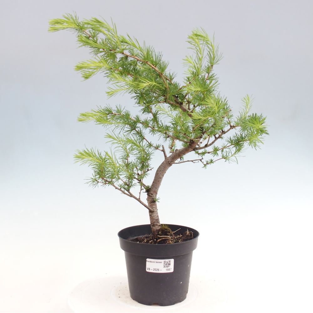 Venkovní bonsai -Larix decidua - Modřín opadavý 