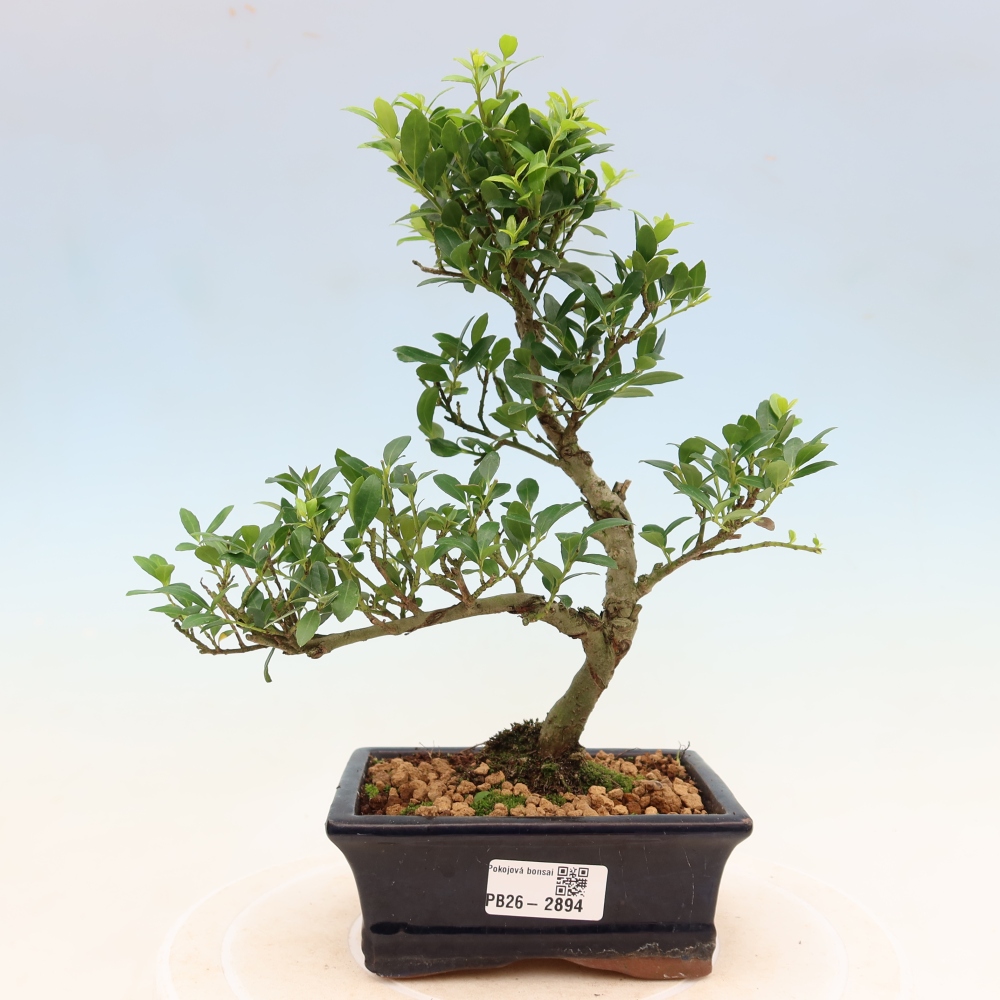 Pokojová bonsai - Ilex crenata - Cesmína