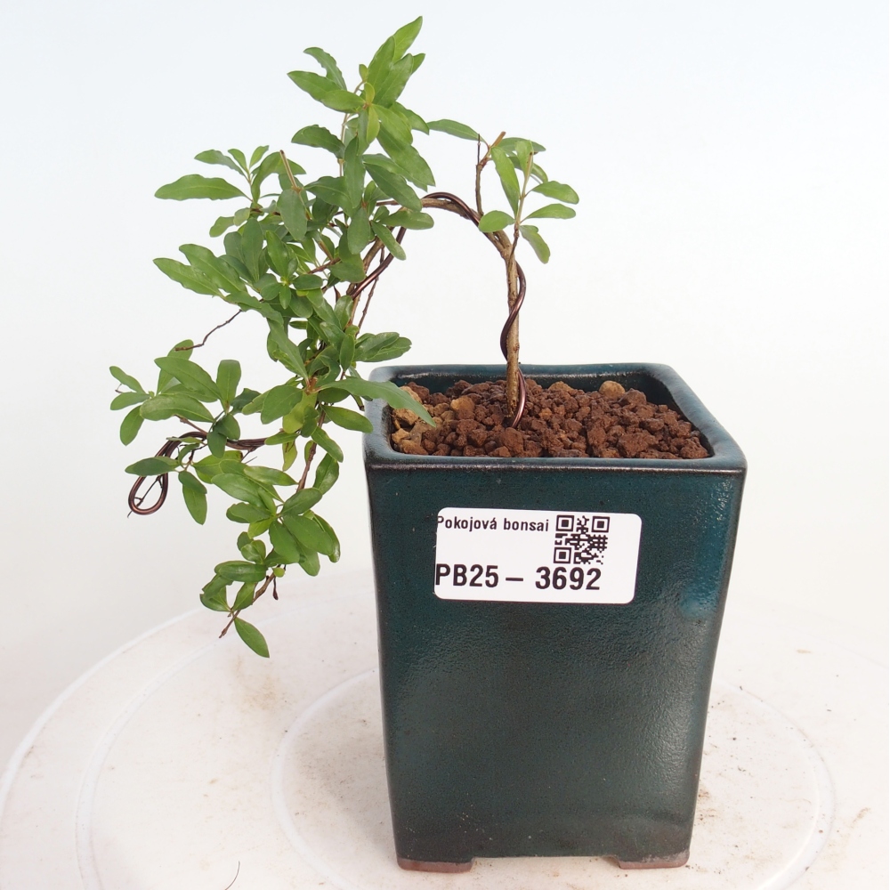 Pokojová bonsai-PUNICA granatum nana-Granátové jablko