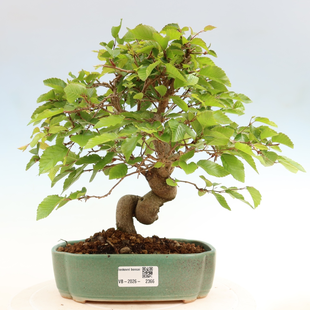 Venkovní bonsai -Carpinus coreana - Habr korejský