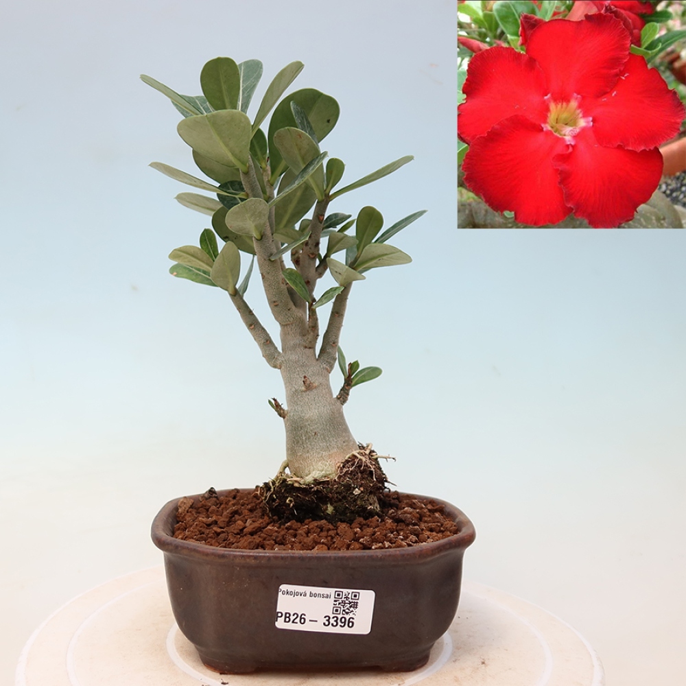 Pokojová bonsai - Adenium obesum Red Star - Pouštní růže