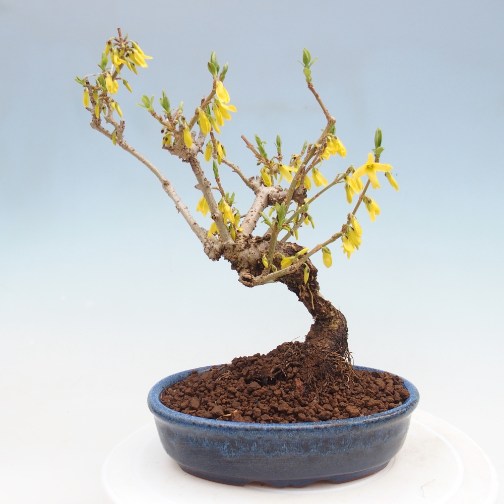 Venkovní bonsai - Zlatice - Forsythia koreana