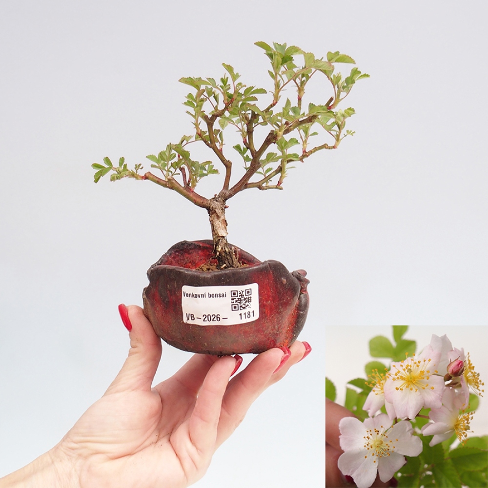 Venkovní bonsai - Rosa sp. - malokvětá růže
