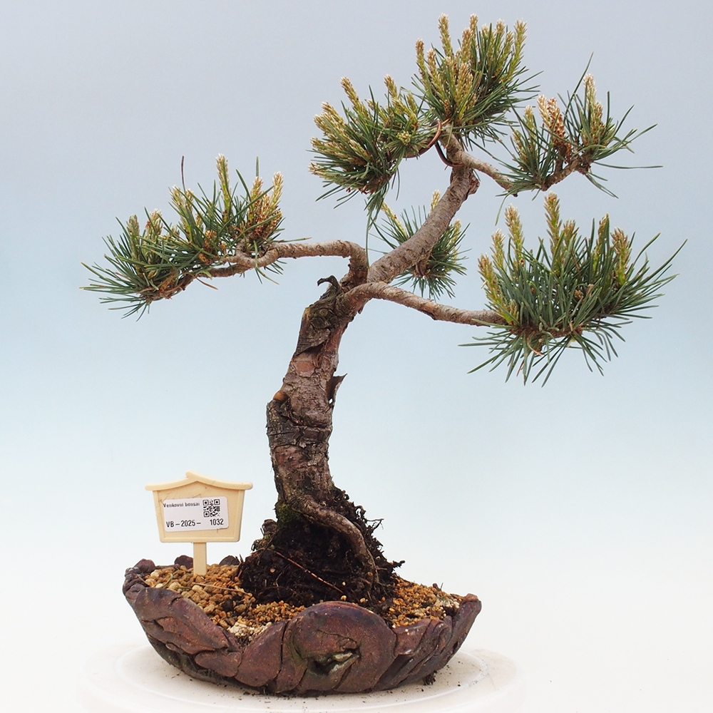 Venkovní bonsai - Pinus Sylvestris Watererri - Borovice lesní