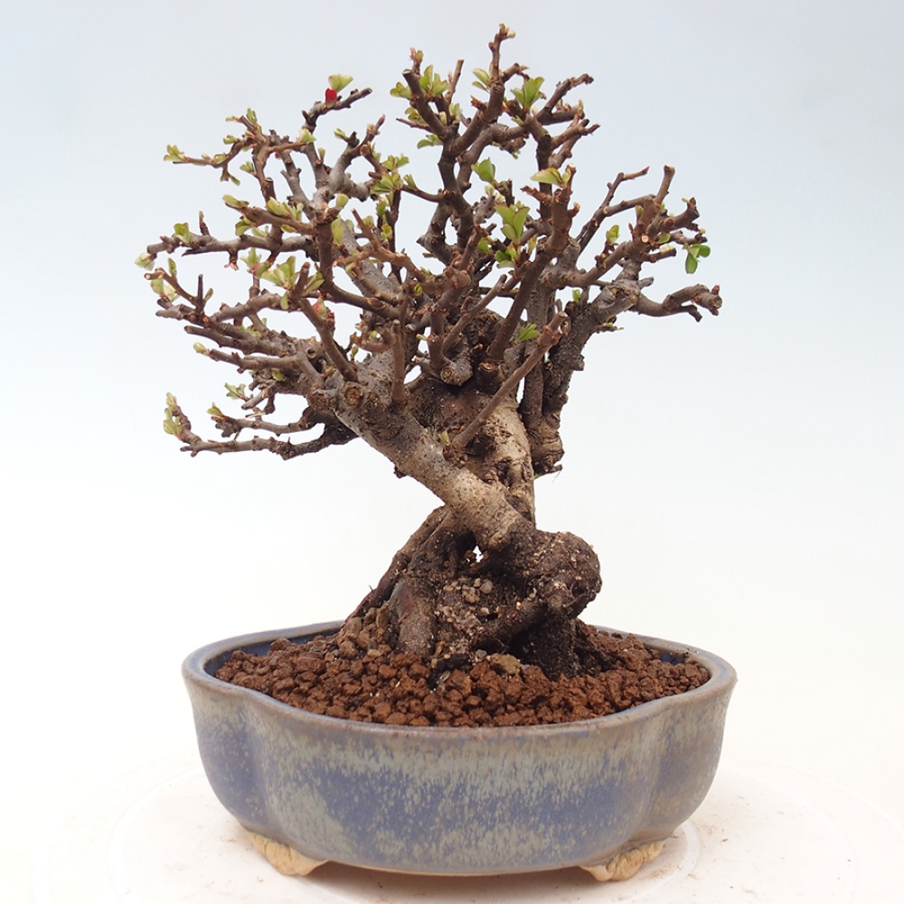 Venkovní  bonsai -  Chaneomeles speciosa - Kdoulovec ozdobný