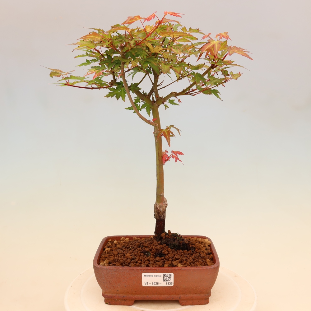 Javor dlanitolistý - Acer palmatum Beni Tsukasa