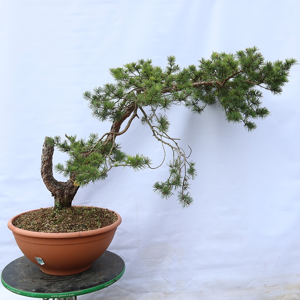 Pinus sylvestris Španělsko - borovice lesní