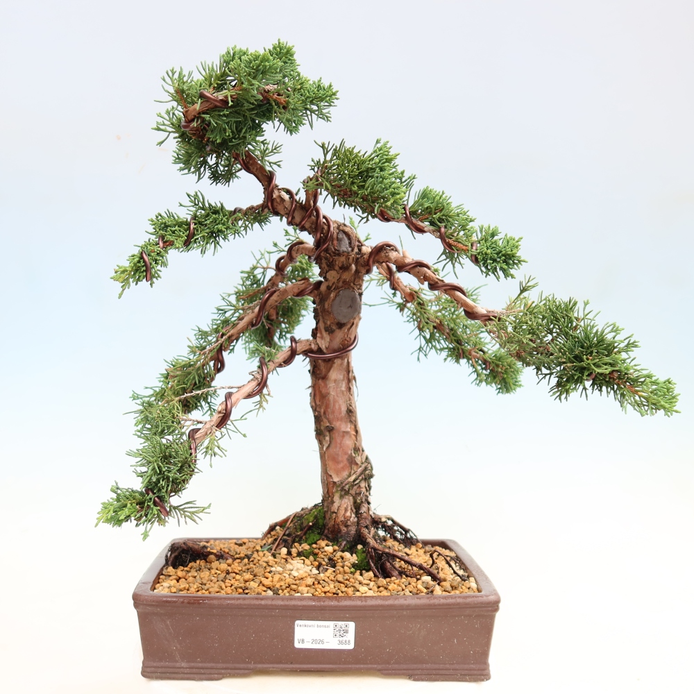 Venkovní bonsai - Juniperus chinensis Kishu -Jalovec čínský