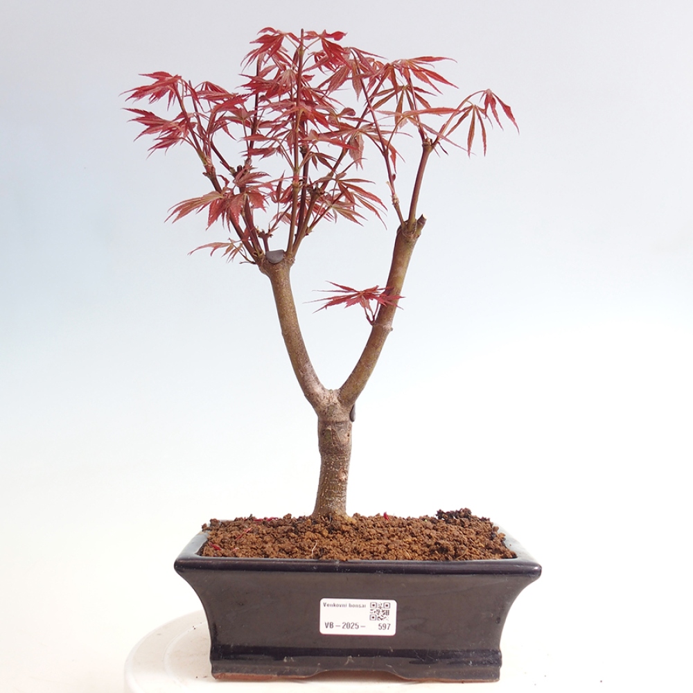 Venkovní bonsai - Acer palm. Atropurpureum-Javor dlanitolistý