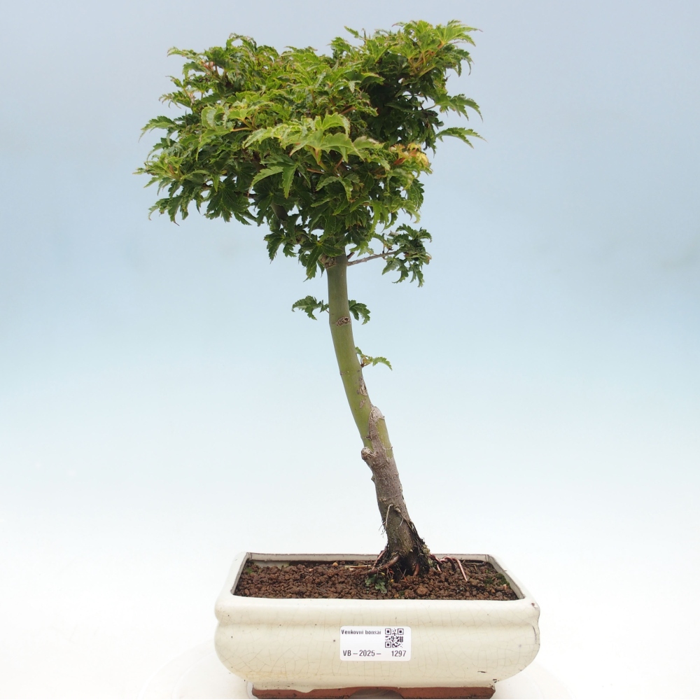 Venkovní bonsai -Javor dlanitolistý Acer palmatum Shishigashira