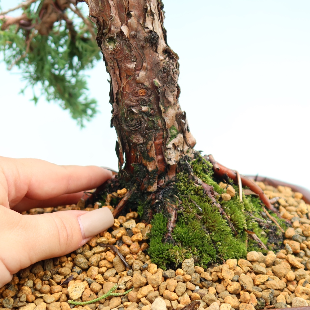 Venkovní bonsai - Juniperus chinensis Kishu -Jalovec čínský