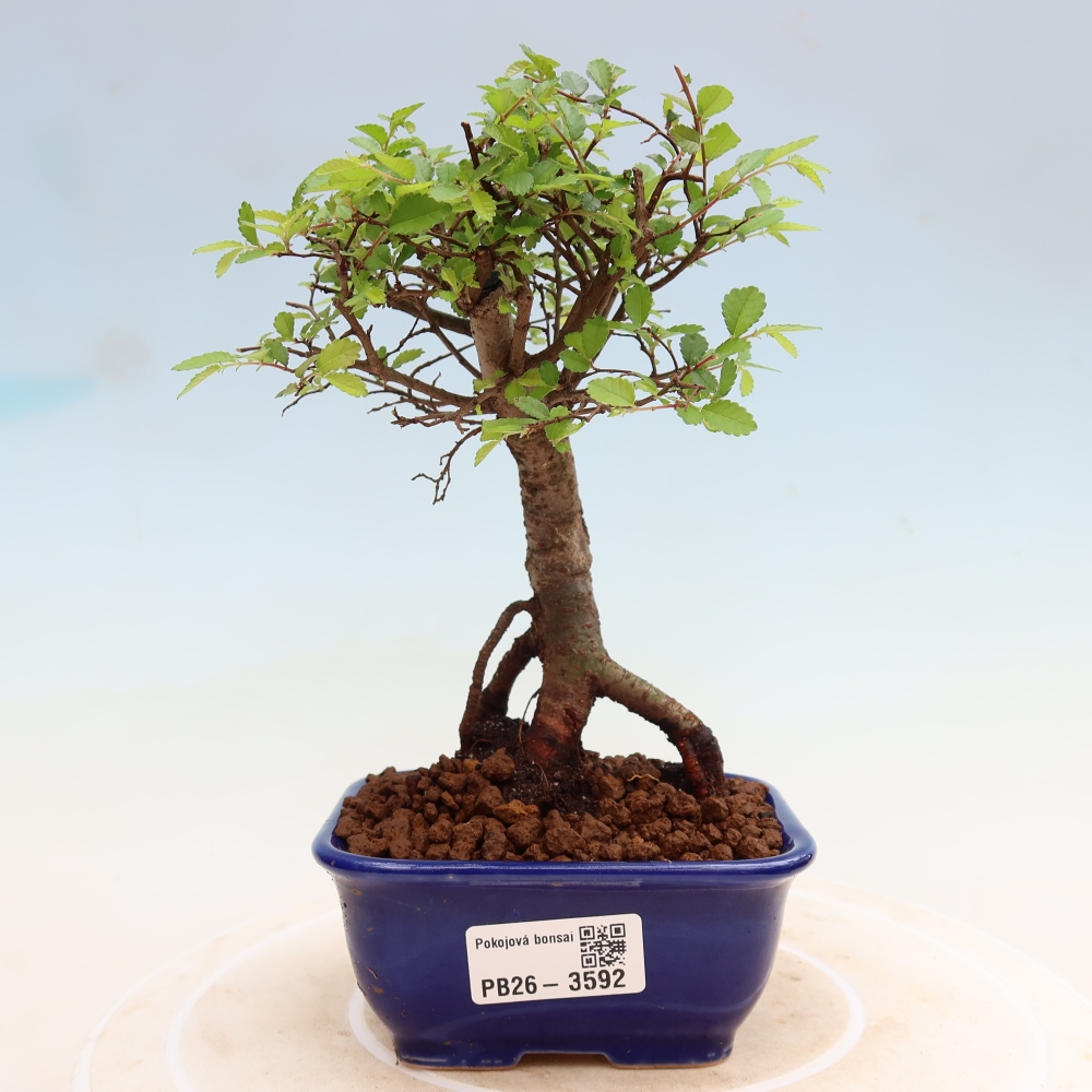 Pokojová bonsai - Ulmus parvifolia - Malolistý jilm