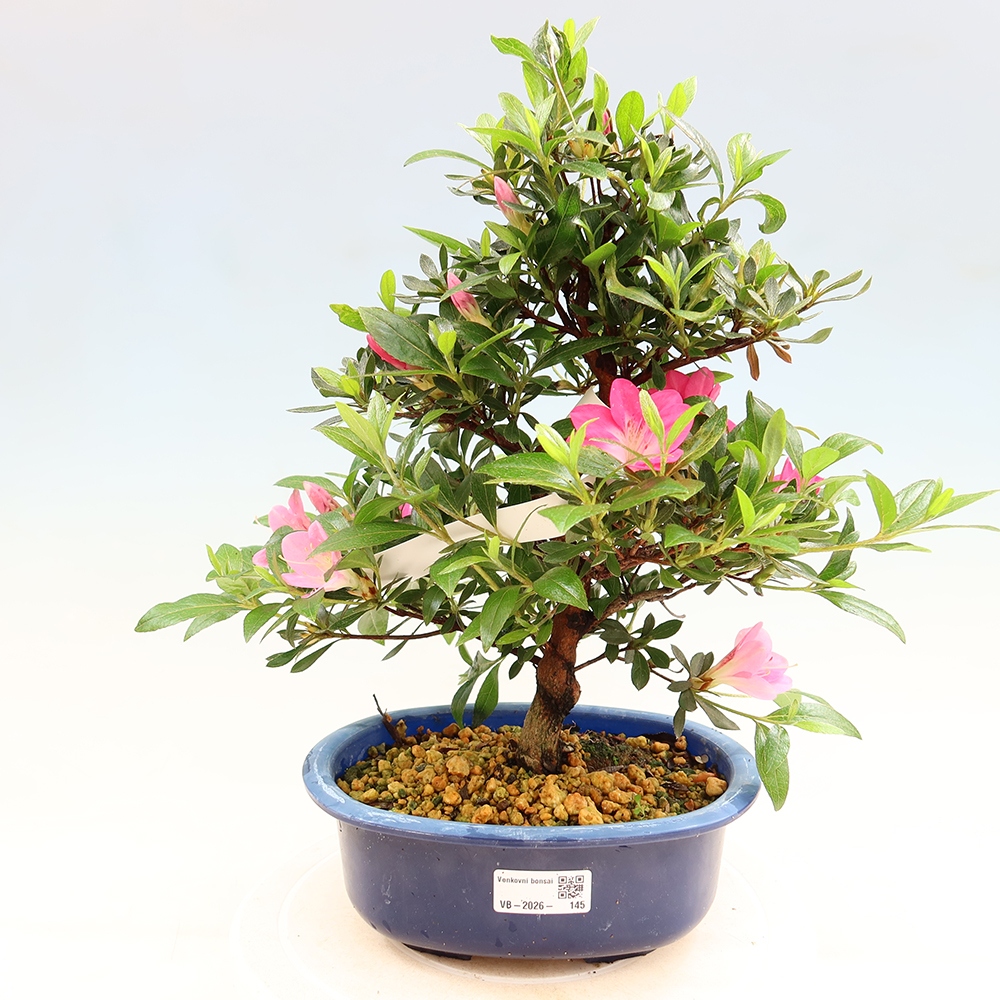 Venkovní bonsai - Japonská azalka - Azalea Reiko
