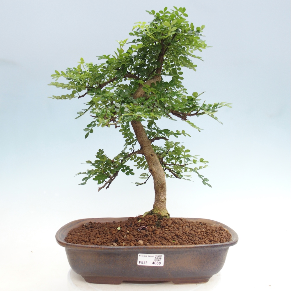Pokojová bonsai - Zantoxylum piperitum - pepřovník