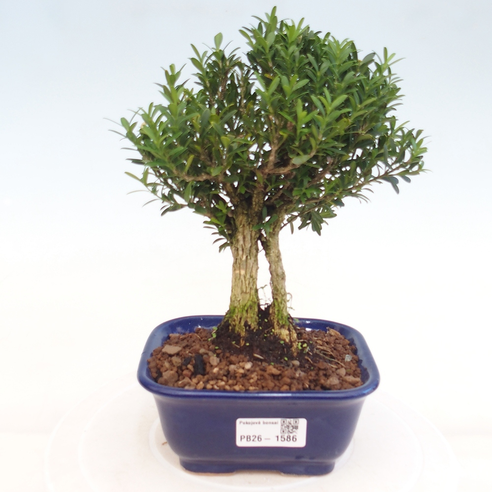Pokojová bonsai - Buxus harlandii -korkový buxus