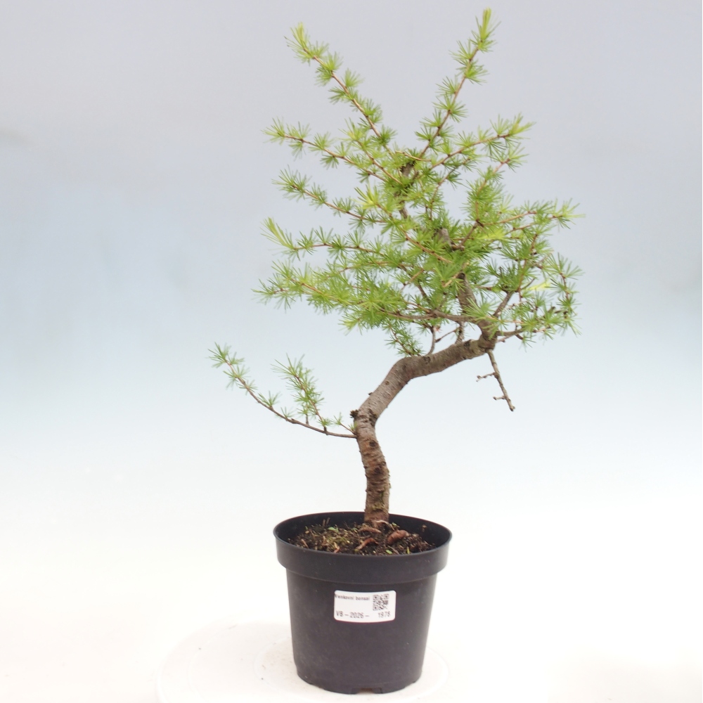 Venkovní bonsai -Larix decidua - Modřín opadavý 