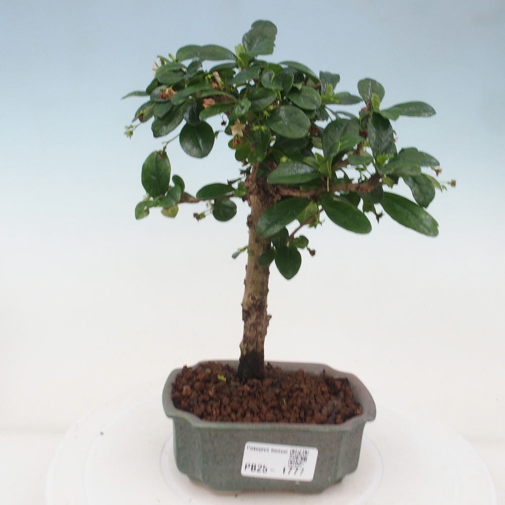 Pokojová bonsai - Carmona macrophylla - Čaj fuki