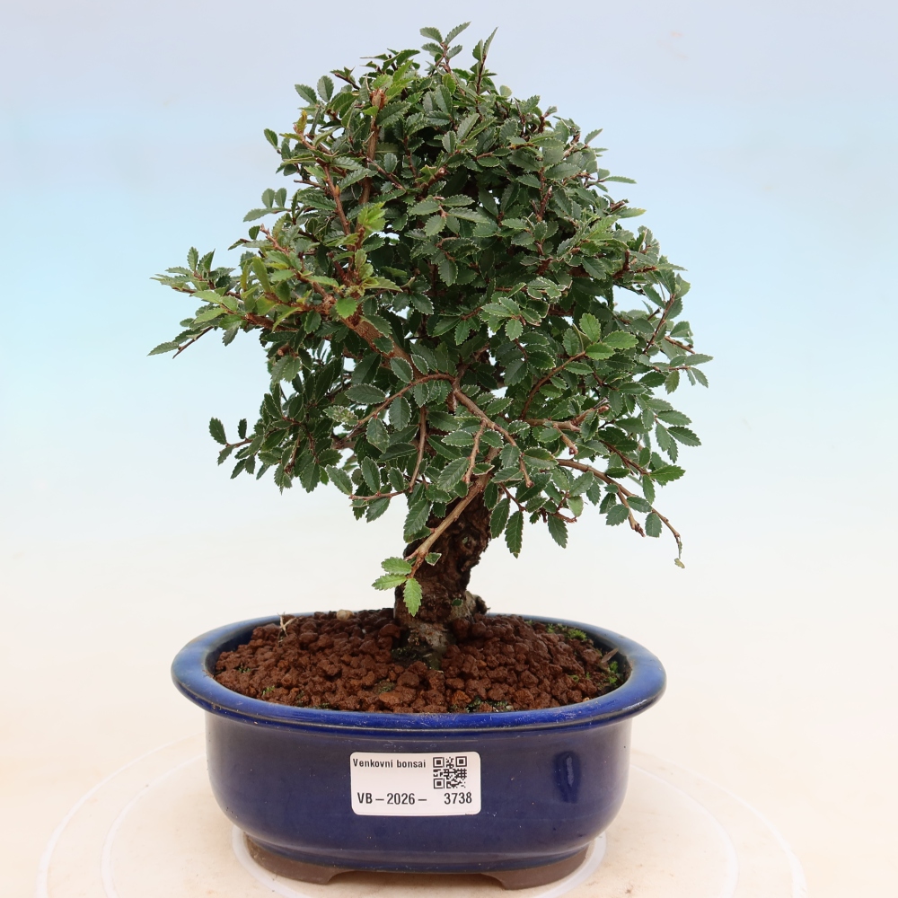 Venkovní bonsai - Zelkova - Zelkova NIRE