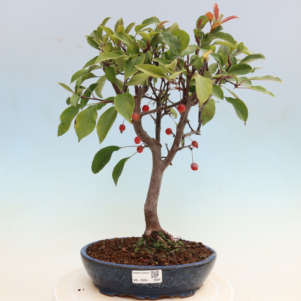 Venkovní bonsai -Malus domestica - Maloplodá jabloň červenolistá