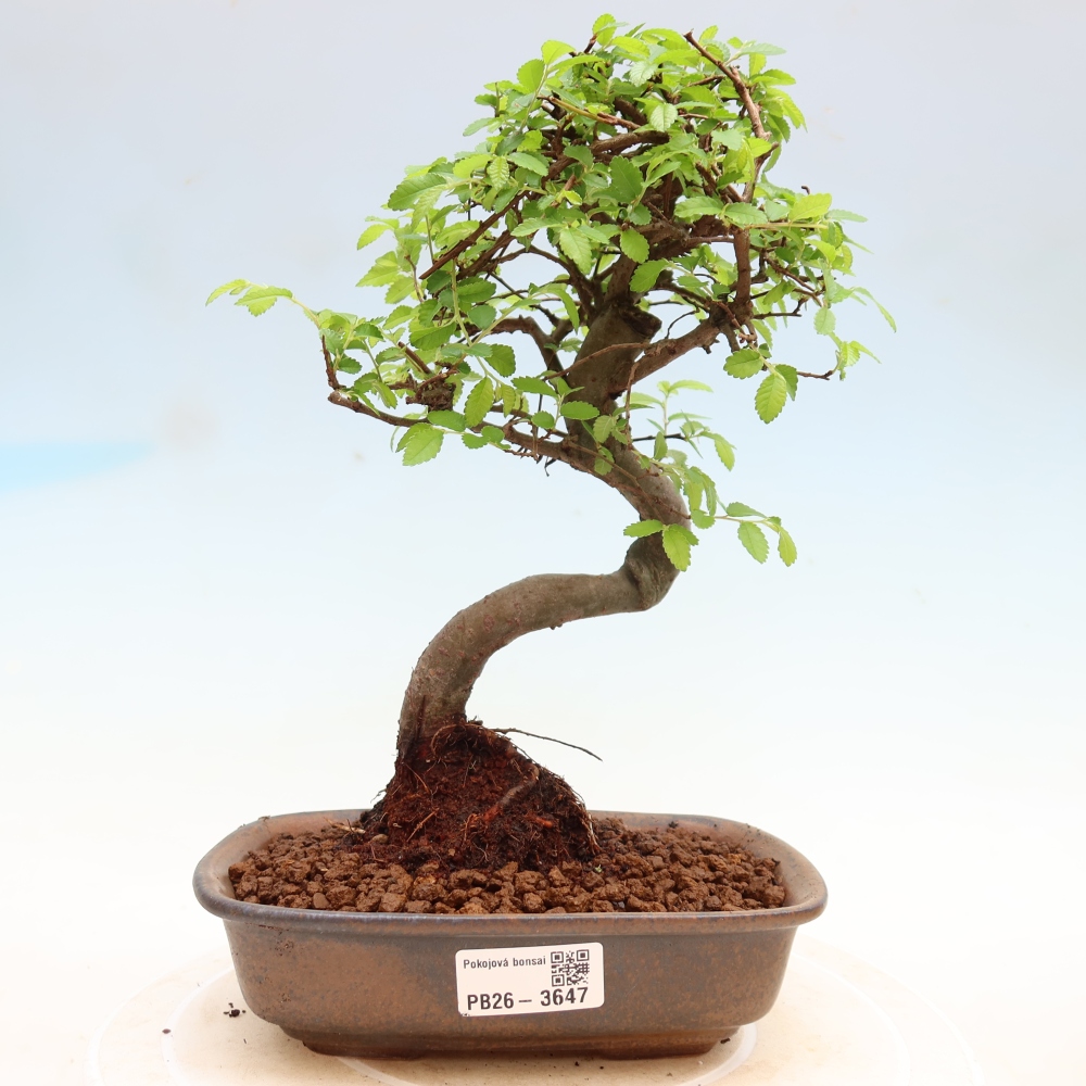 Pokojová bonsai - Ulmus parvifolia - Malolistý jilm