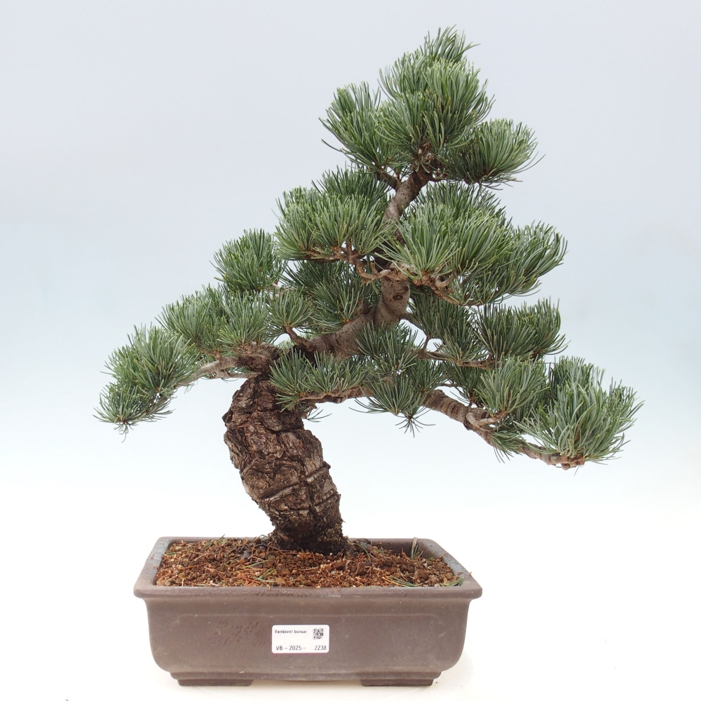 Venkovní bonsai - Pinus parviflora - Borovice drobnokvětá