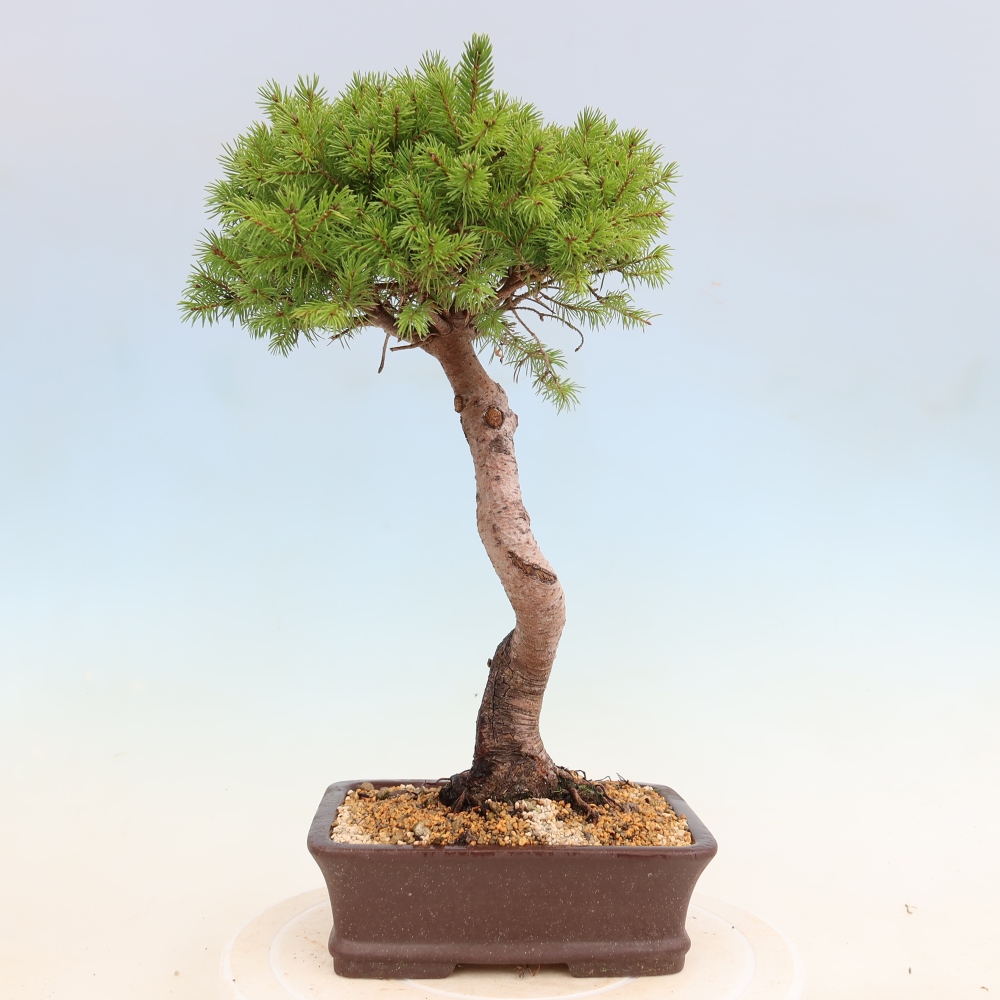 Venkovní bonsai- Smrk kulovitý - Picea glauca globe