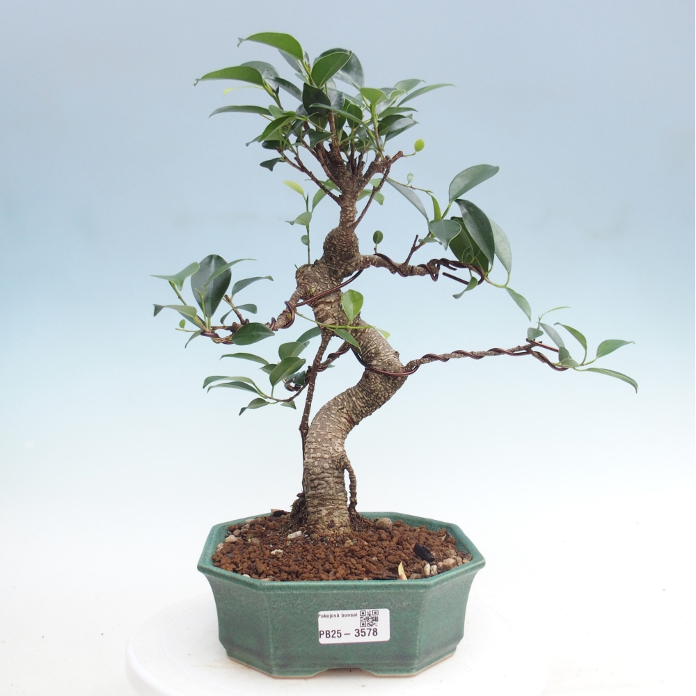 Pokojová bonsai - Ficus retusa -  malolistý fíkus