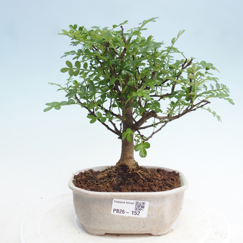 Pokojová bonsai - Zantoxylum piperitum - Pepřovník