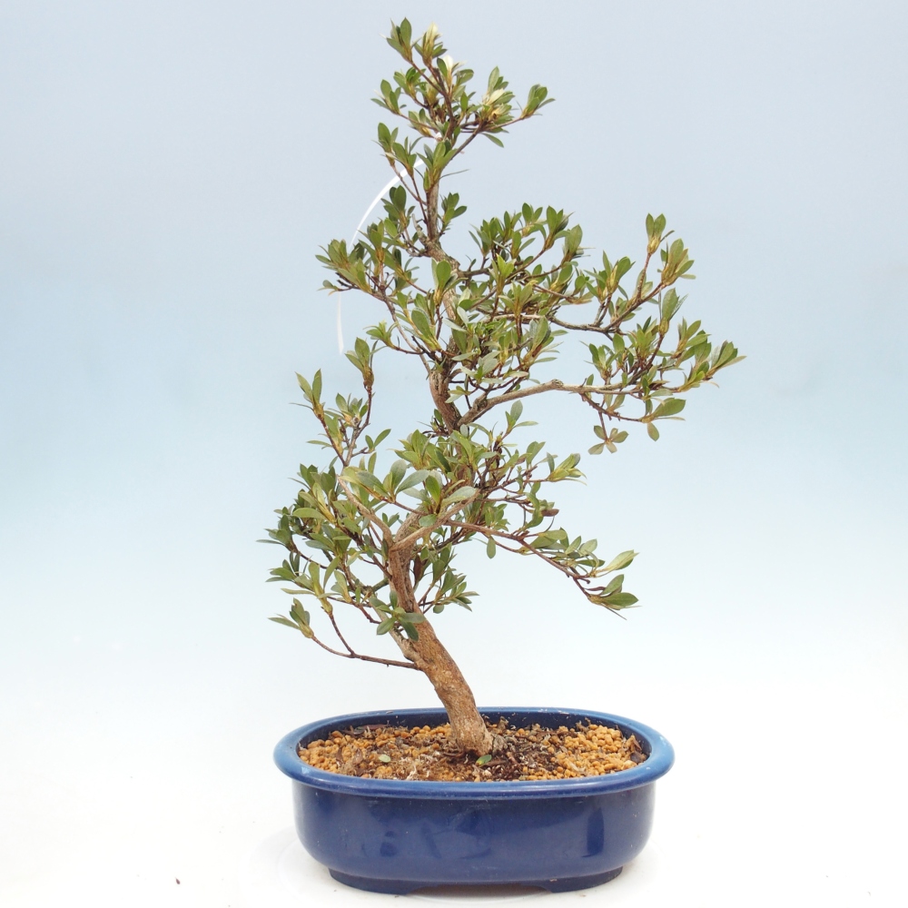 Venkovní bonsai - Japonská azalka - Azalea Yoko