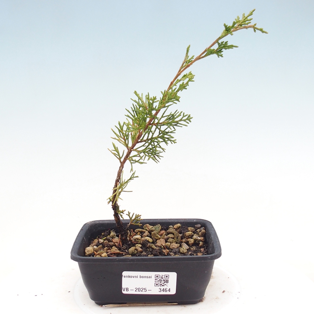 Venkovní bonsai - Juniperus chinensis Itoigawa -Jalovec čínský