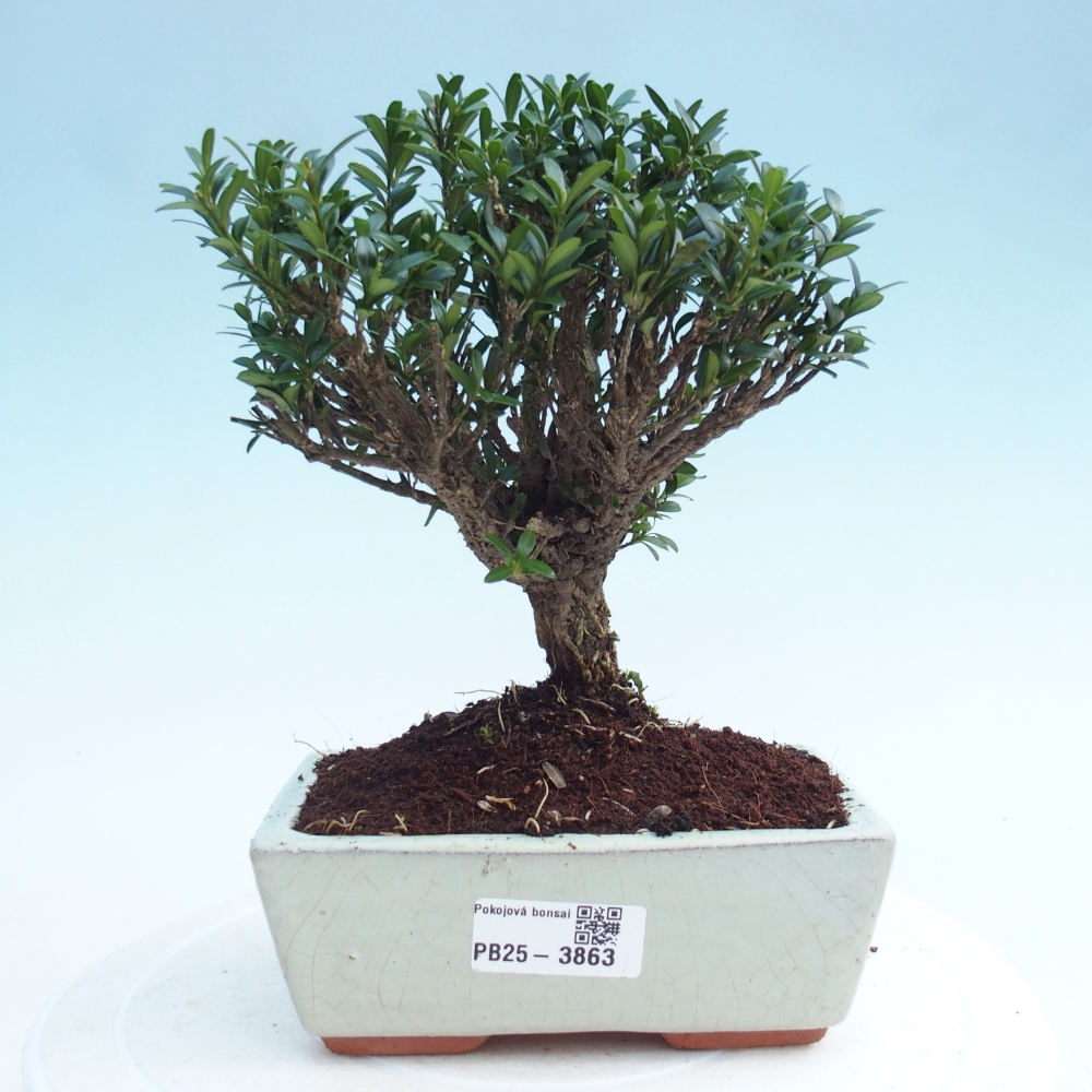 Pokojová bonsai - Buxus harlandii -korkový buxus