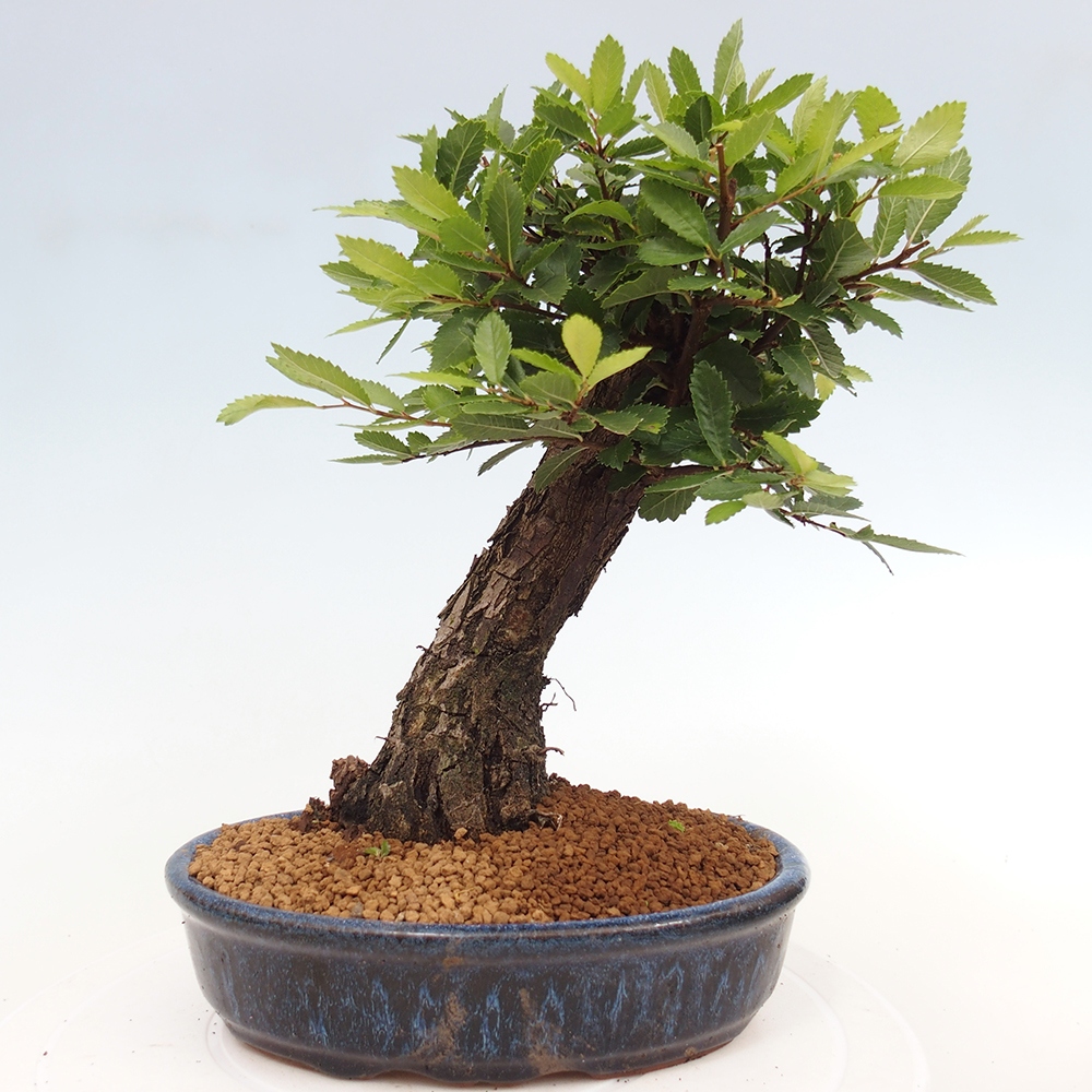 Venkovní bonsai - Zelkova - Zelkova NIRE