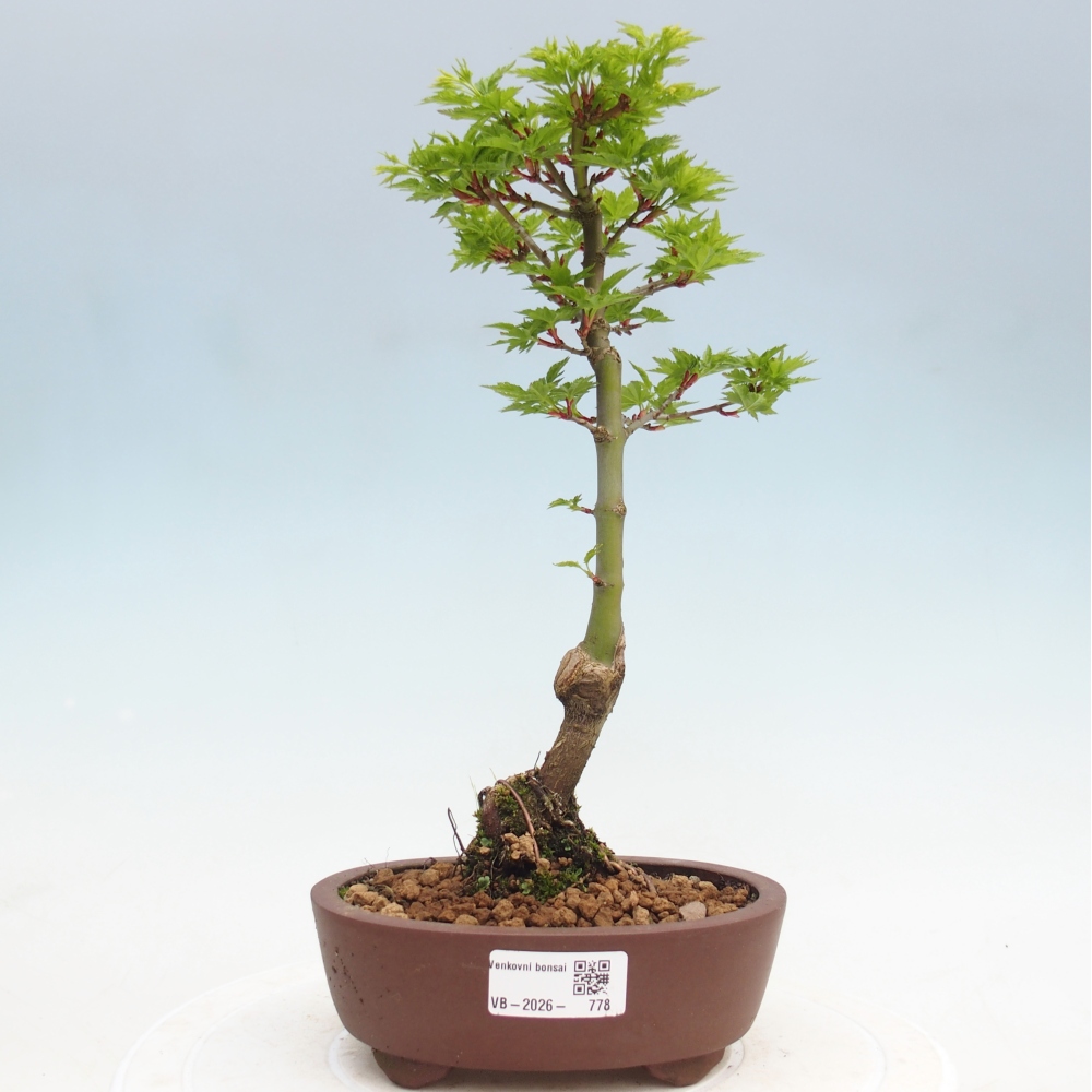 Venkovní bonsai -Javor dlanitolistý Acer palmatum Shishigashira
