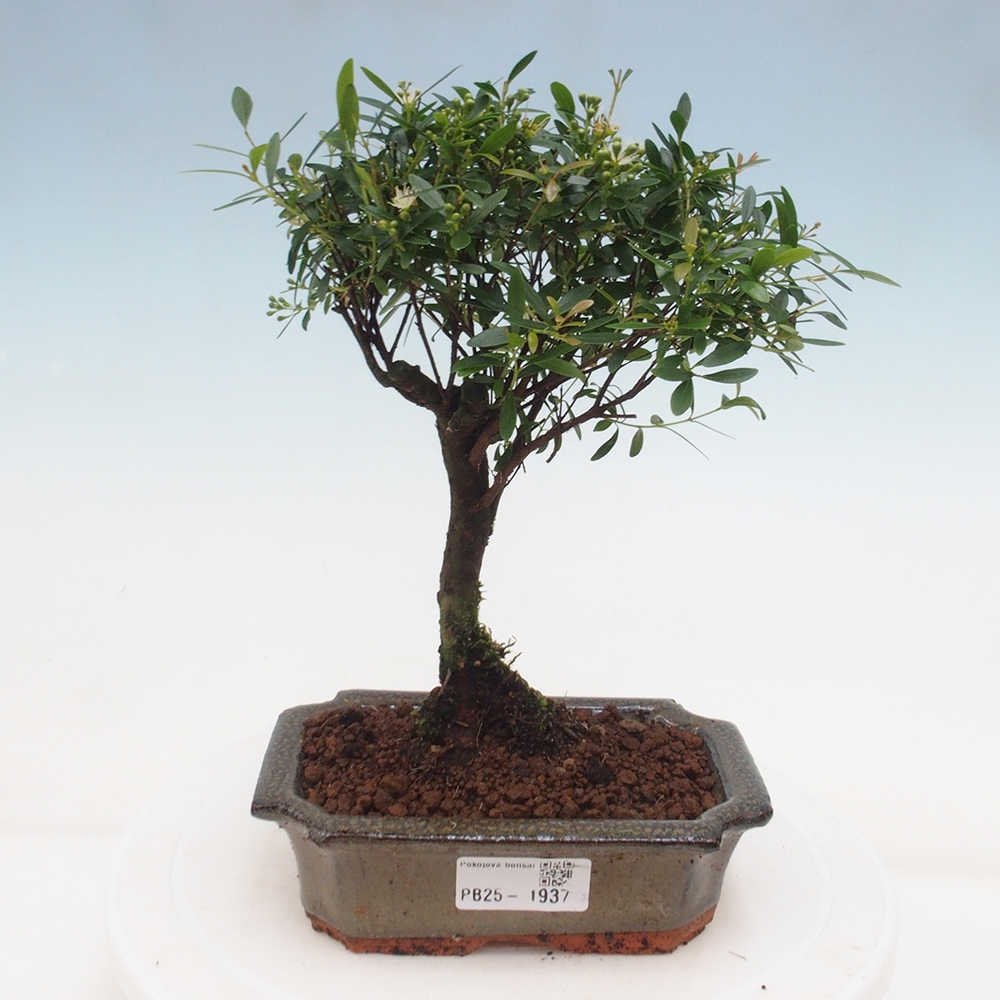 Pokojová bonsai - Syzygium - Pimentovník