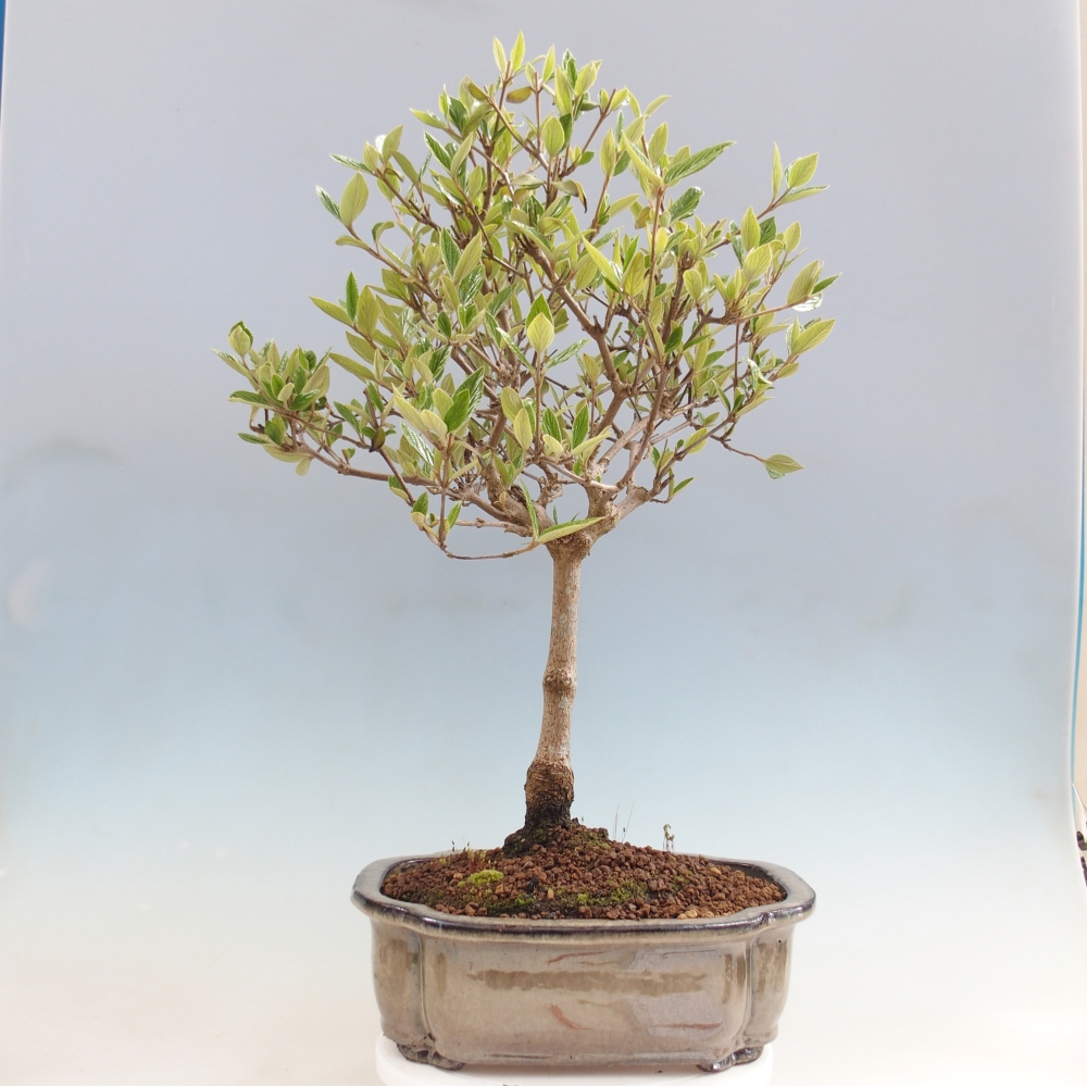 Venkovní bonsai-Kalina Bodnanská - Viburum carlesii hemsi - pouze osobní odběr nebo paletová přeprava