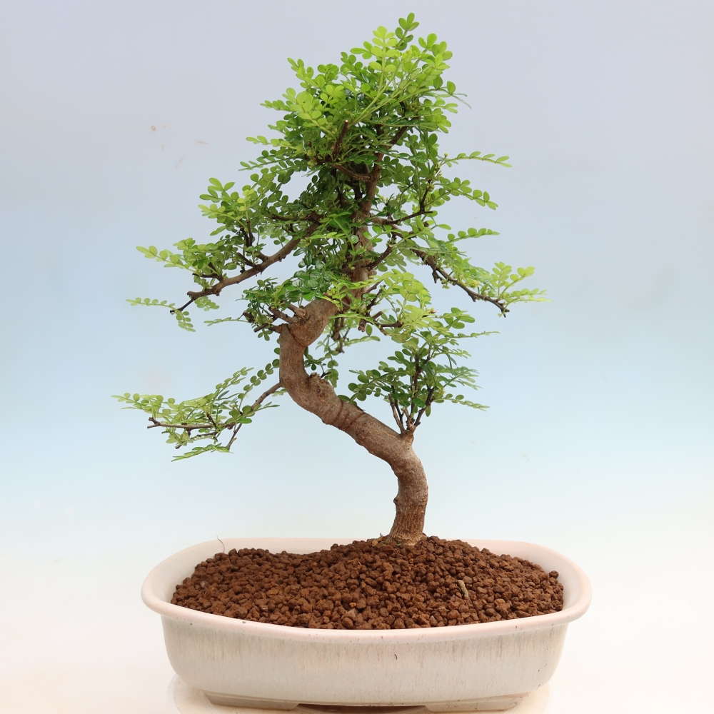 Pokojová bonsai - Zantoxylum piperitum - Pepřovník