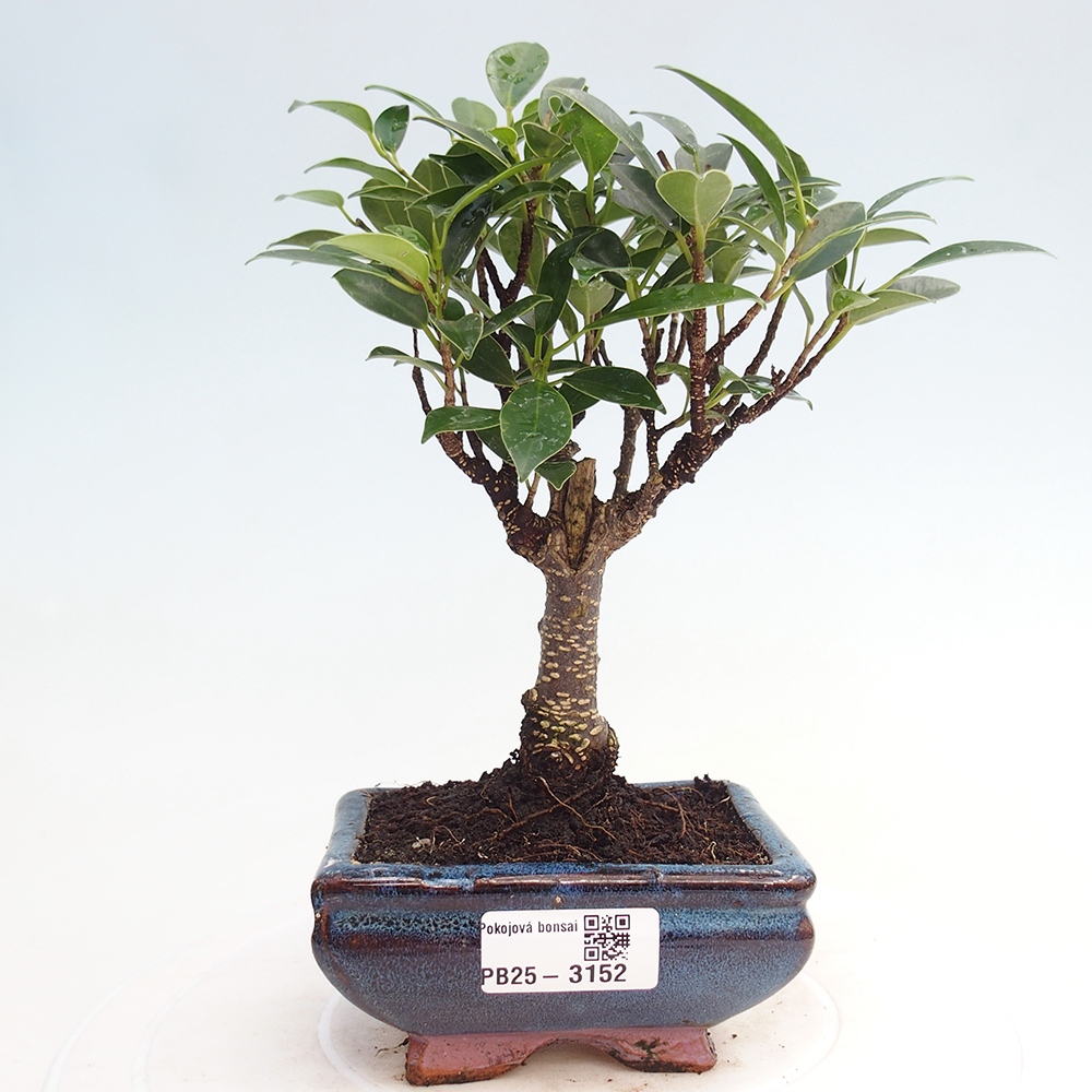 Pokojová bonsai Ficus retusa kimmen