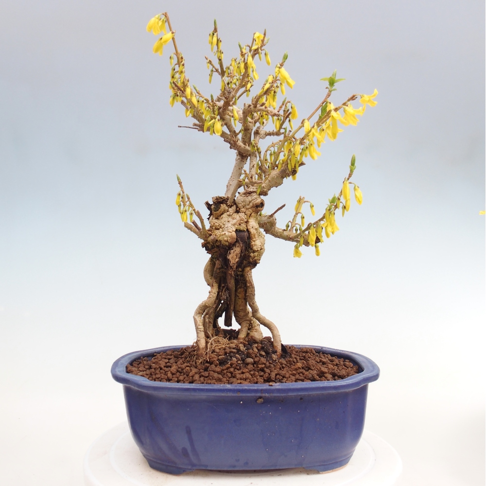 Venkovní bonsai - Zlatice - Forsythia koreana