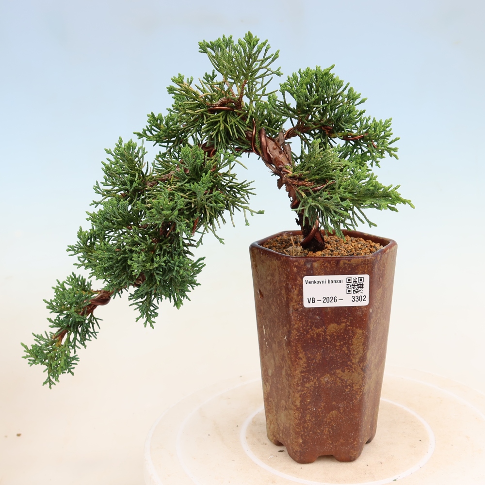 Venkovní bonsai - Juniperus chinensis Kishu -Jalovec čínský