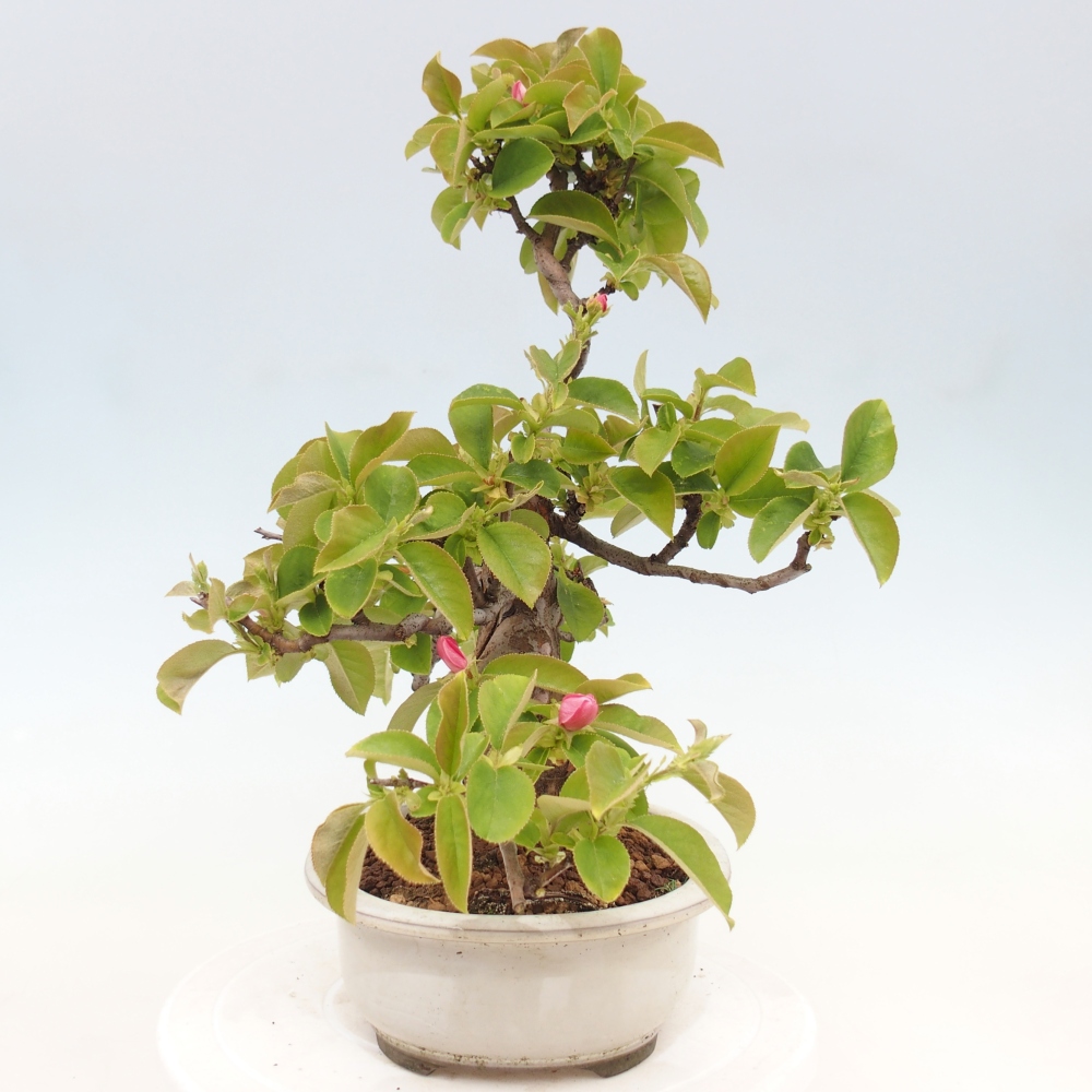 Venkovní  bonsai -  Pseudocydonia sinensis - Kdouloň čínská