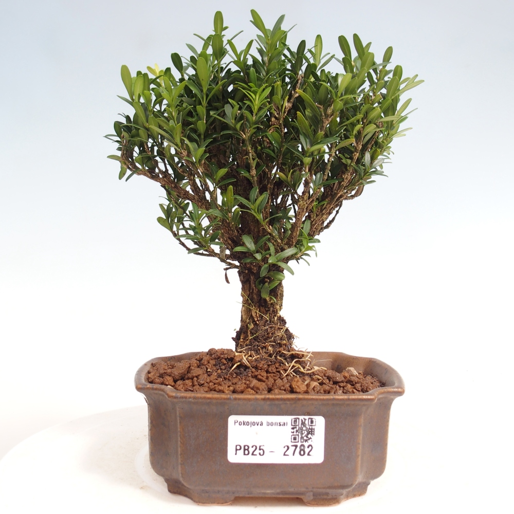 Pokojová bonsai - Buxus harlandii -korkový buxus