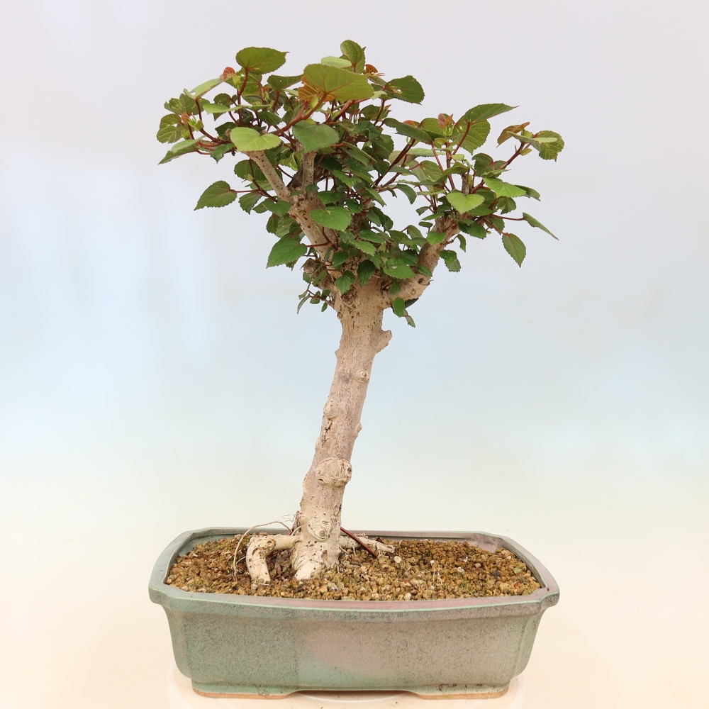 Pokojová bonsai - Hibiscus tiliaceus - Ibišek lípovitý, morský