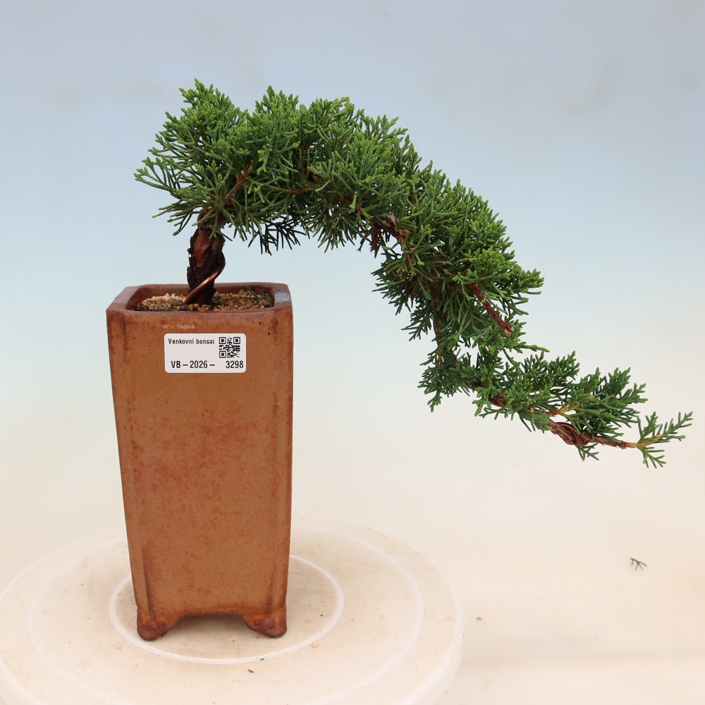 Venkovní bonsai - Juniperus chinensis Kishu -Jalovec čínský