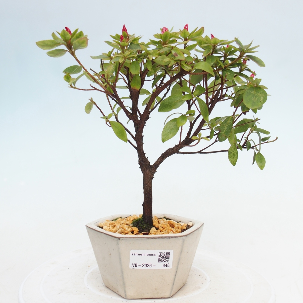 Venkovní bonsai - Japonská azalka - Azalea sp.