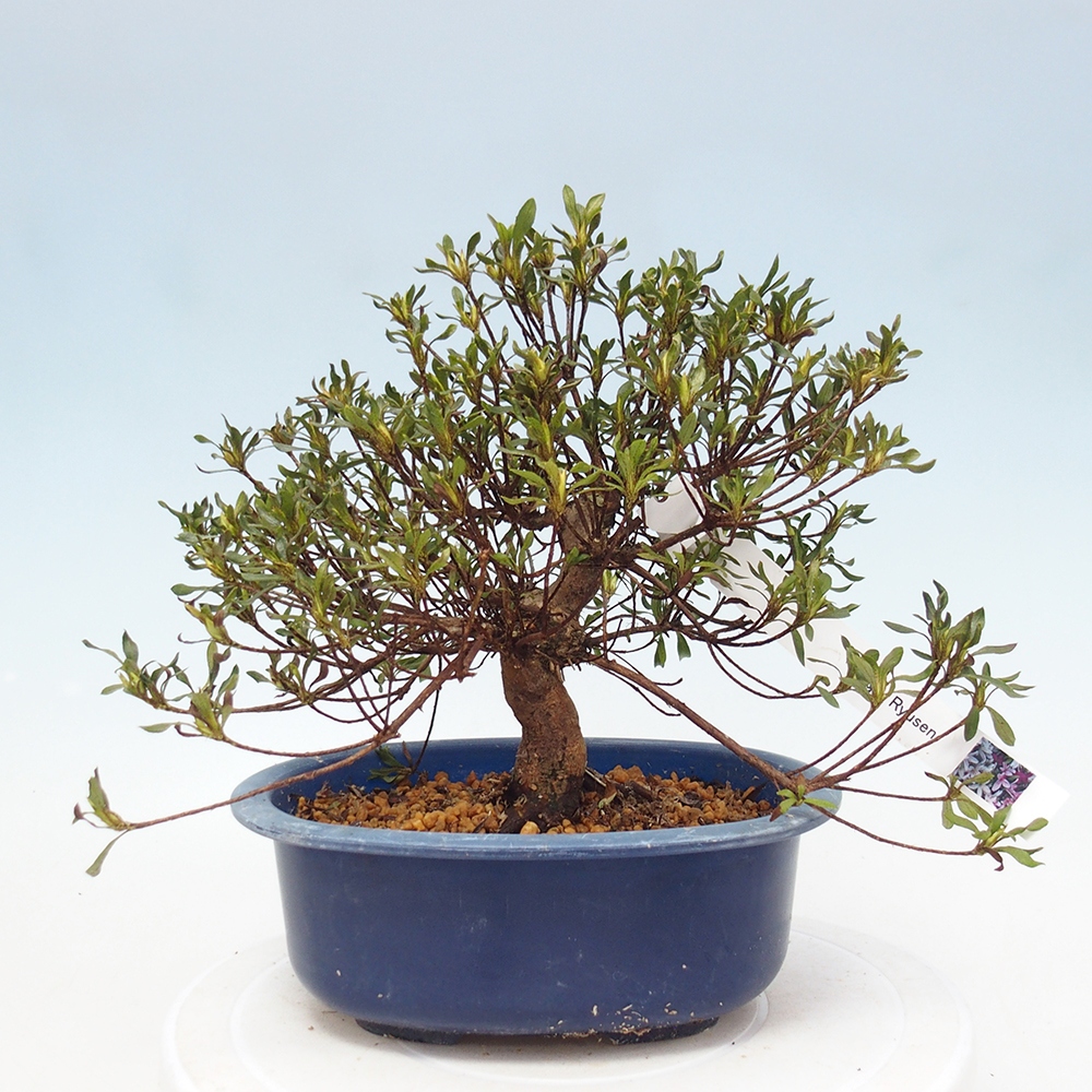Venkovní bonsai - Japonská azalka - Azalea Ryusen